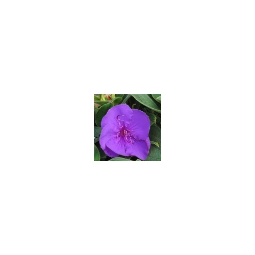 Tibouchina - Le pot de 3 litres