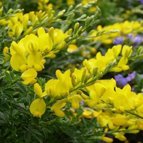 Genêt de Tenerife ou Cytissus racemosus à fleurs jaunes - Le pot Ø 12 cm