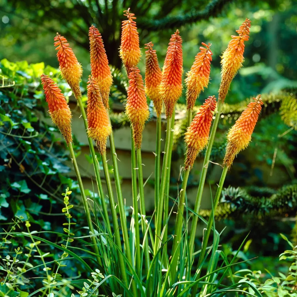 5 Tritomas Kniphofia uvaria