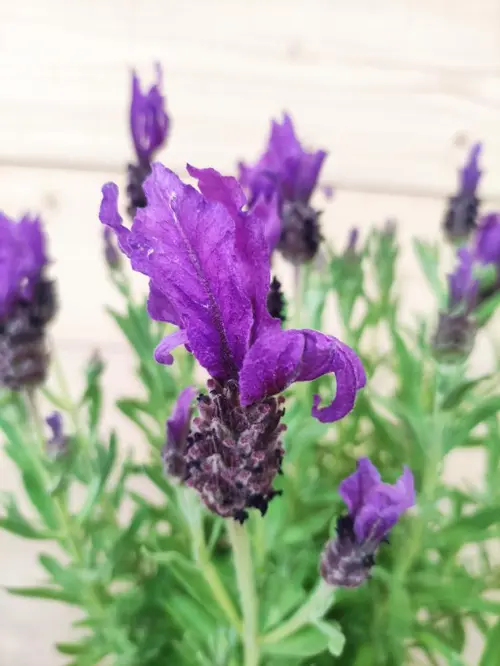 Lavande Stoechas Fantasia Early Purple coloris violet – 3 L
