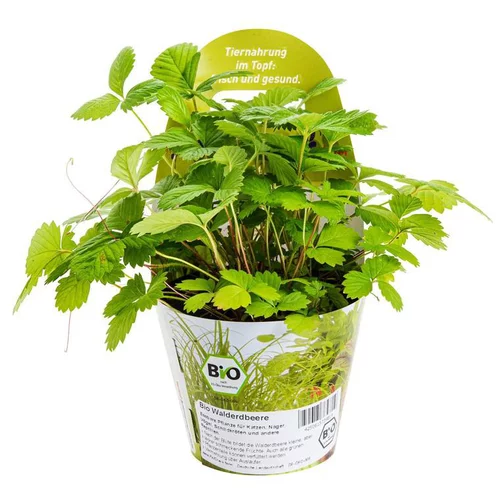 Plante Amie Des Animaux Fraise Des Bois Bio. Le pot de diamètre 11 cm