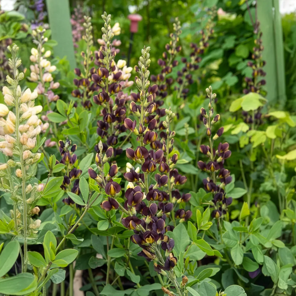 Lupin indigo Dark Chocolate Baptisia Dutch Chocolate