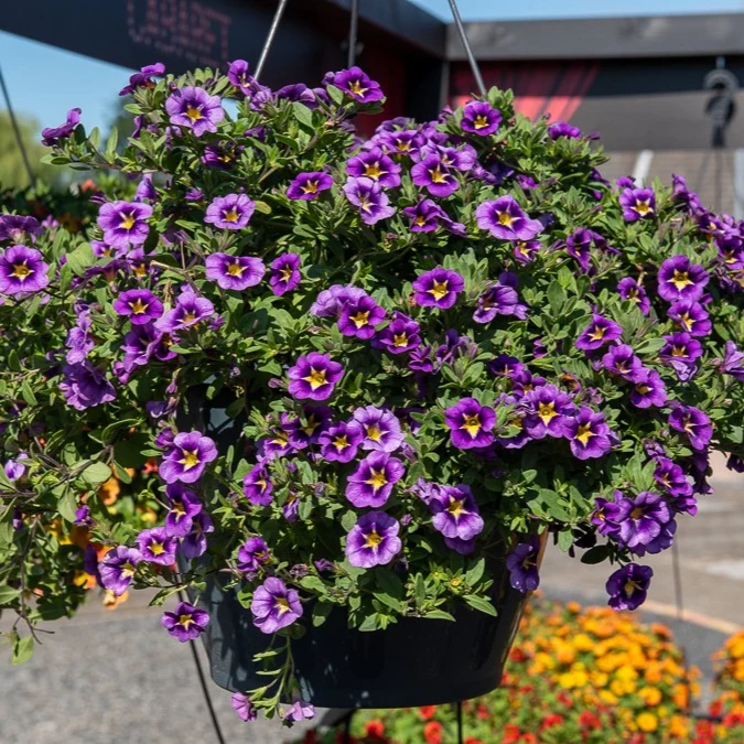 3 Mini-pétunias Bumble Bee Calibrachoa Cabaret® Bumble Bee