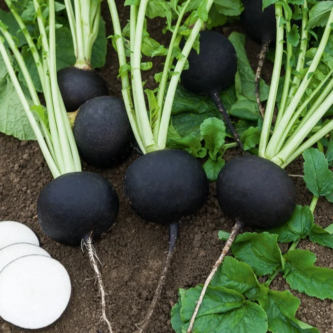 Radis Noir gros rond d'hiver Raphanus sativus noir gros rond d'hiver