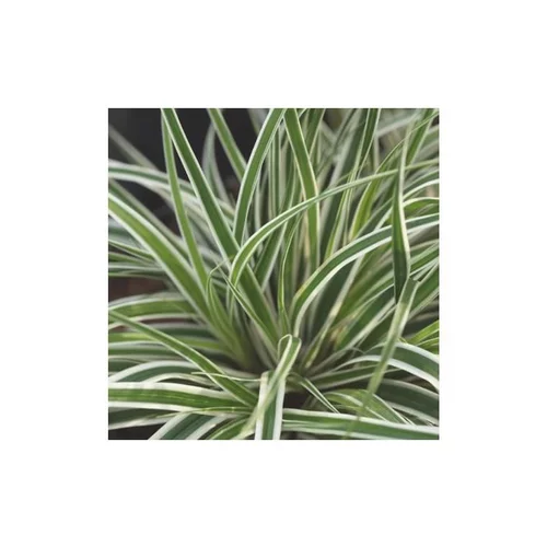 Carex Oshimensis Everest - Le pot de 2 litres