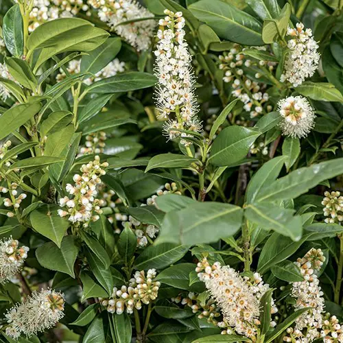 Laurier-palme ‘Caucasica’ vert. Le pot de 7L - H - 100-120 cm