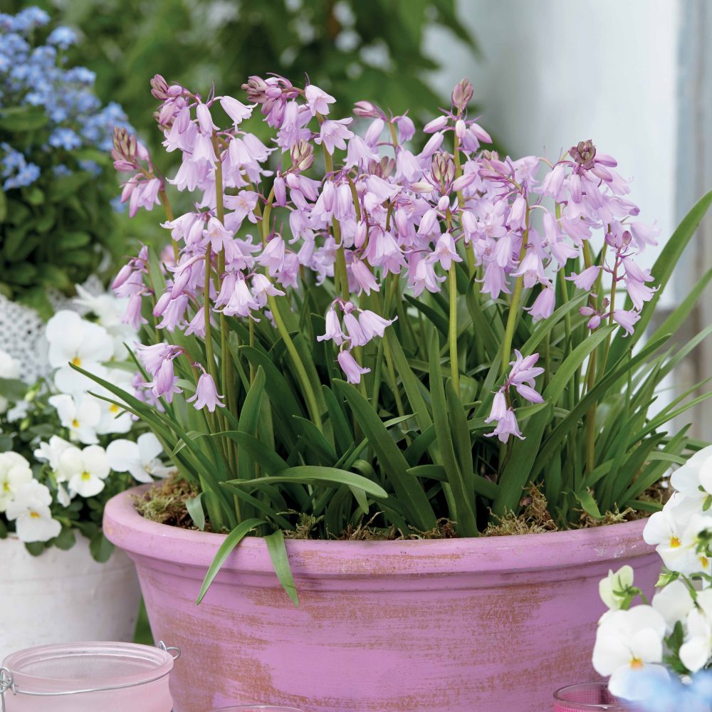 10 Jacinthes des bois - Scilla Scilla campanulata