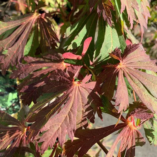 Erable du Japon à feuilles d'Aconit. Le pot de 18 litres