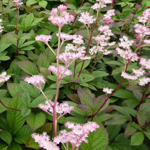Rodgersia pinnata Hanna Rodgersia pinnata hanna