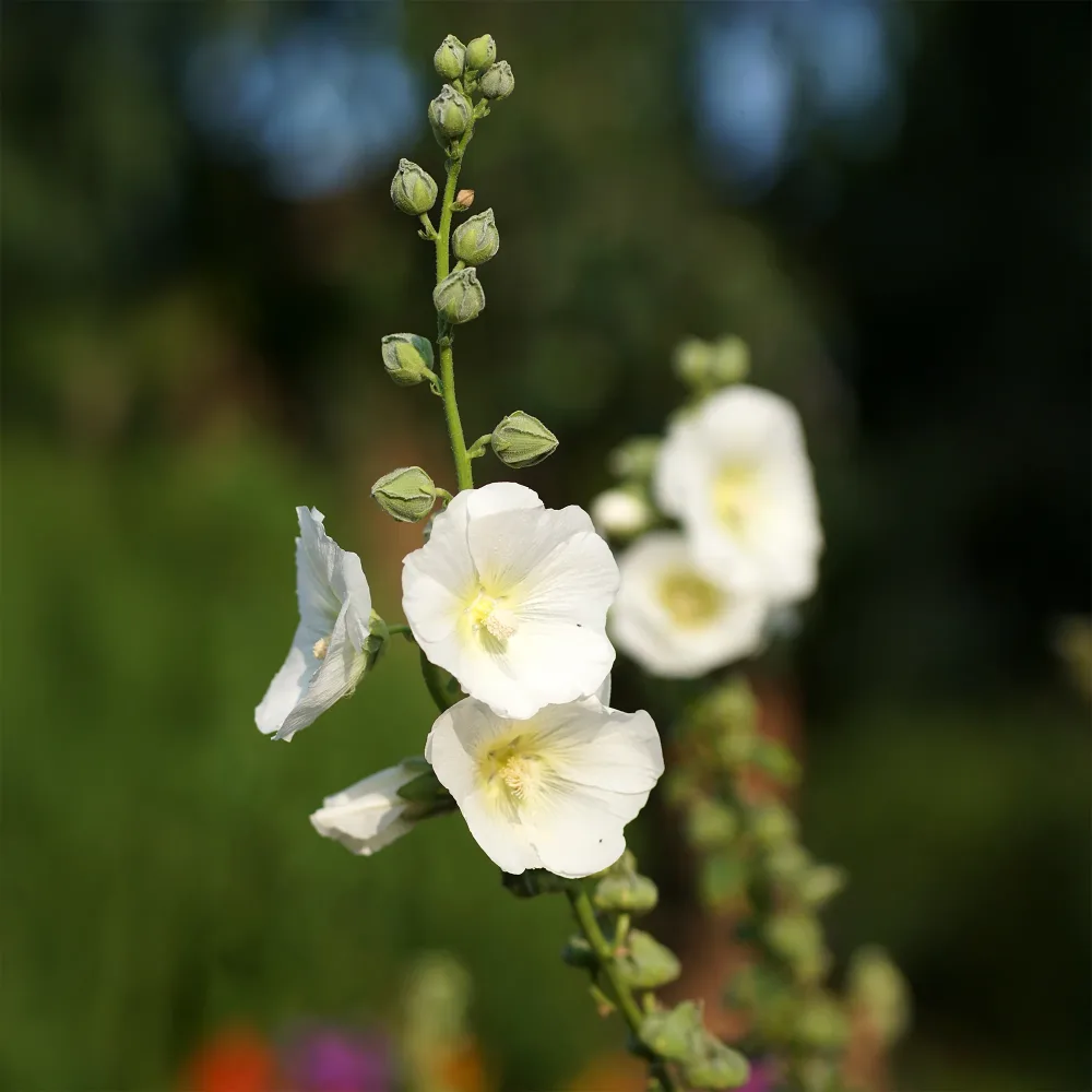 Rose trémière Polarstar Alcea rosea polarstar spotlight series