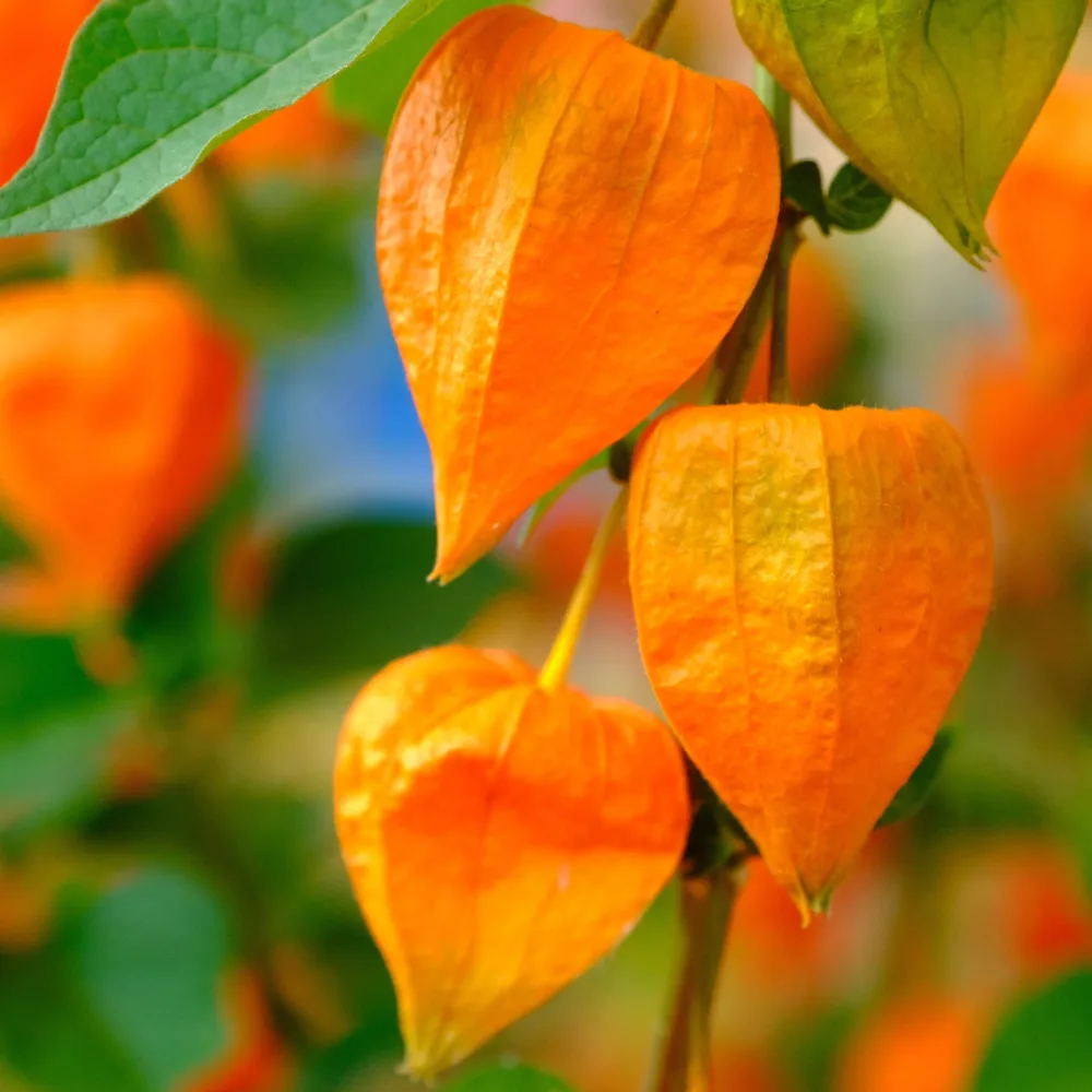 Amour en cage Franchetii Physalis franchetii gigantea (alkekengi)