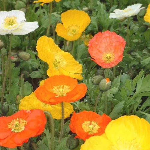 Pavot d’Islande jaune en pot de 2 L