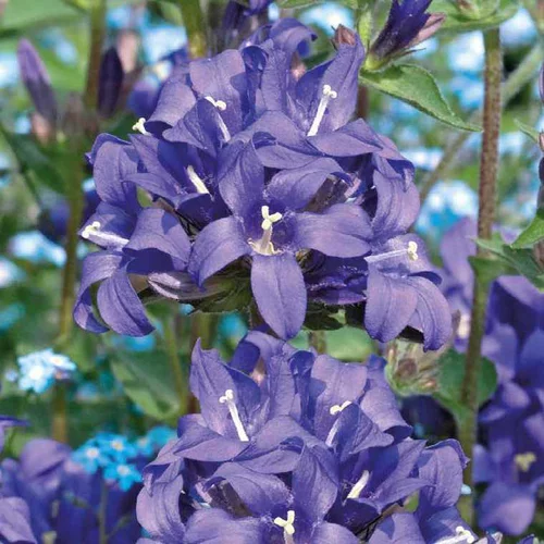Campanule Pyramidalis bleue - Le pot de 9 x 9 cm