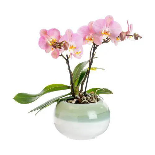 Orchidée Phalaenopsis Tablo 2 branches avec cache-pot botanic® - Ø 12 cm