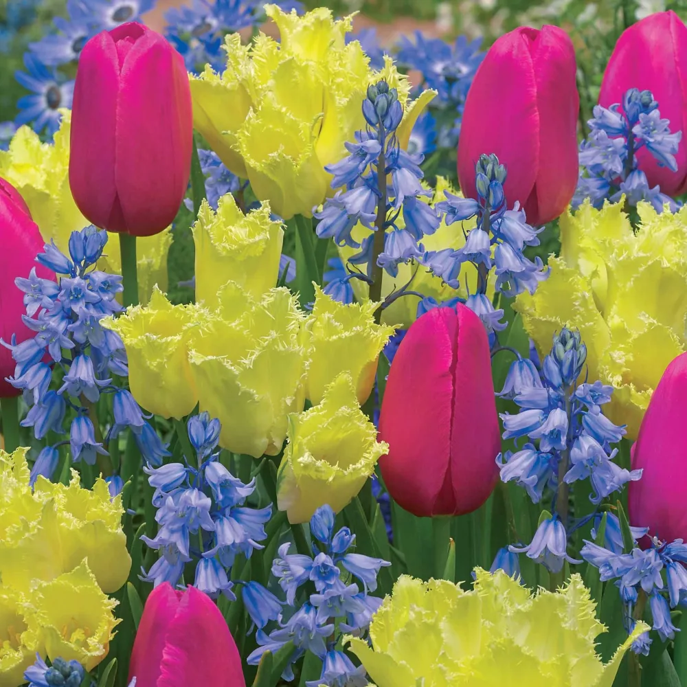 20 Bulbes pour massif tricolore en mélange Tulipa rundal palace, tulipa yosemite, hyacinthoid