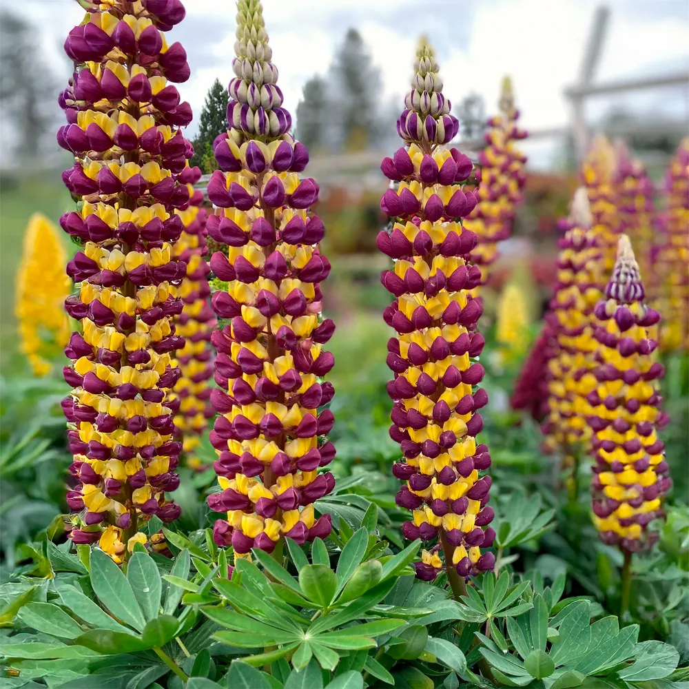 Lupin Manhattan Lights® Lupinus Manhattan Lights®