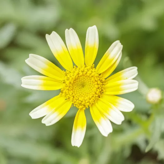 Bio zaden van Chrysant eetbaar Shungiku