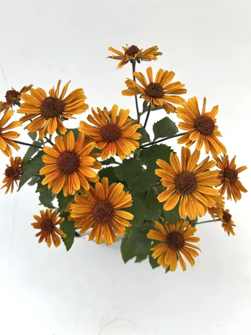 Héliopsis SOLE D’AMORE - Le pot de 2 litres