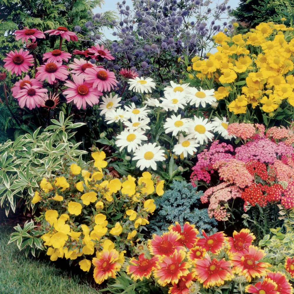 Collection de Massif 7 plantes fleuries Gaillarde,echinacea,heliopsis,achillea,eryngium,oe