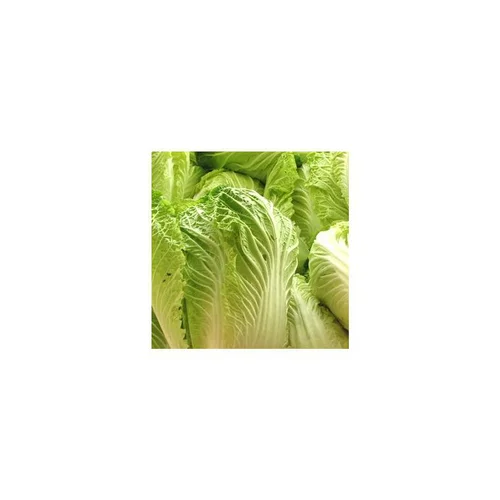Chou Chinois Bio. La barquette de 6 plants