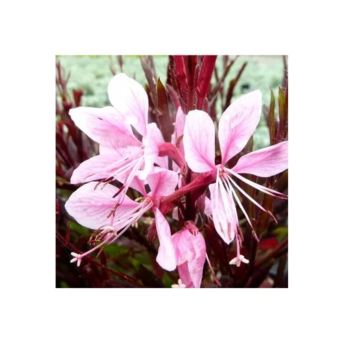 Gaura Lindheimeri Blush - Le pot de 2 litres