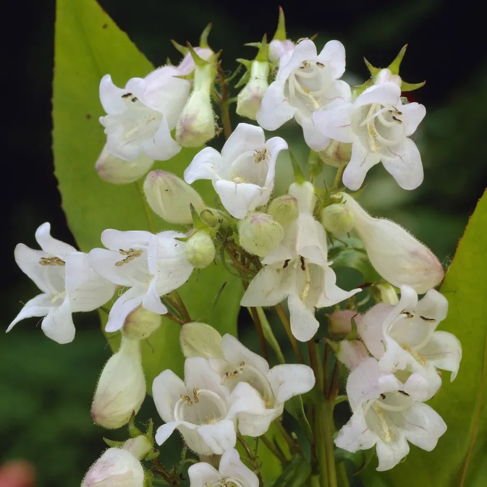 Galane White Bedder - Penstemon Penstemon White Bedder