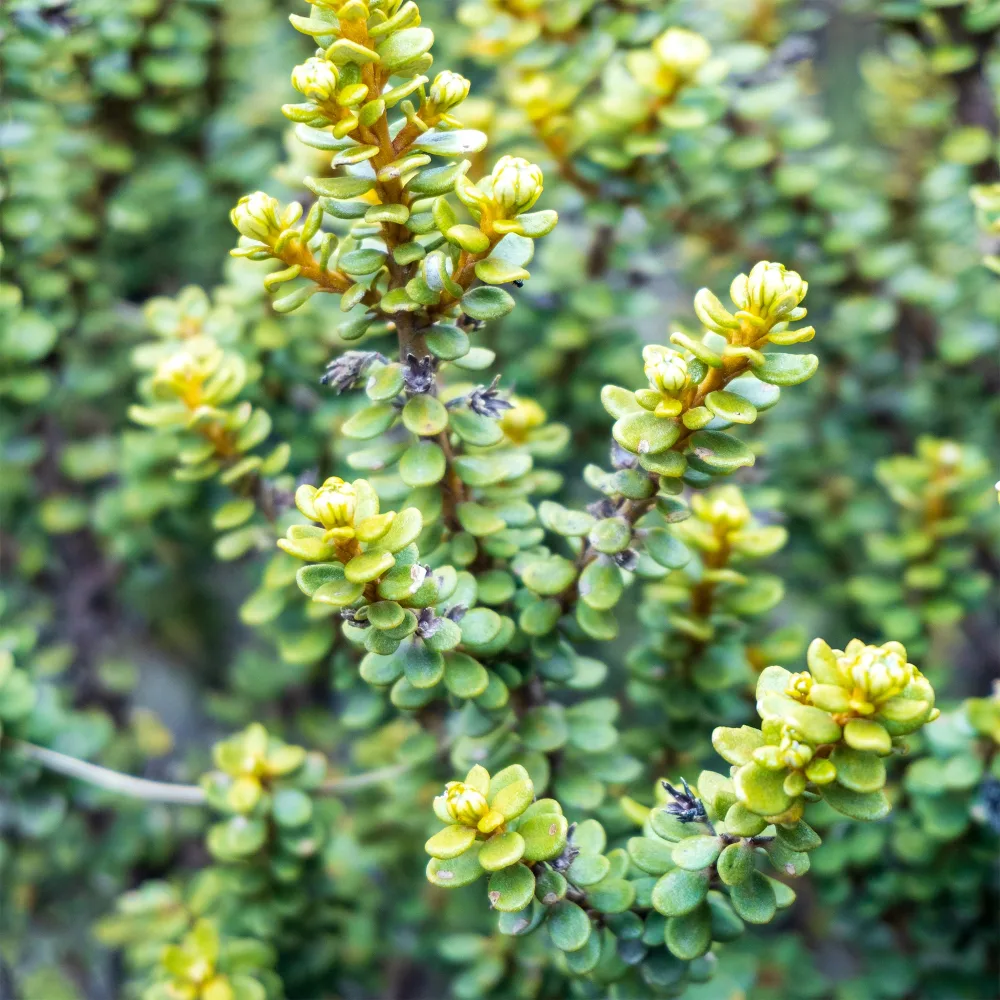 Olearia nummulariifolia Olearia nummulariifolia