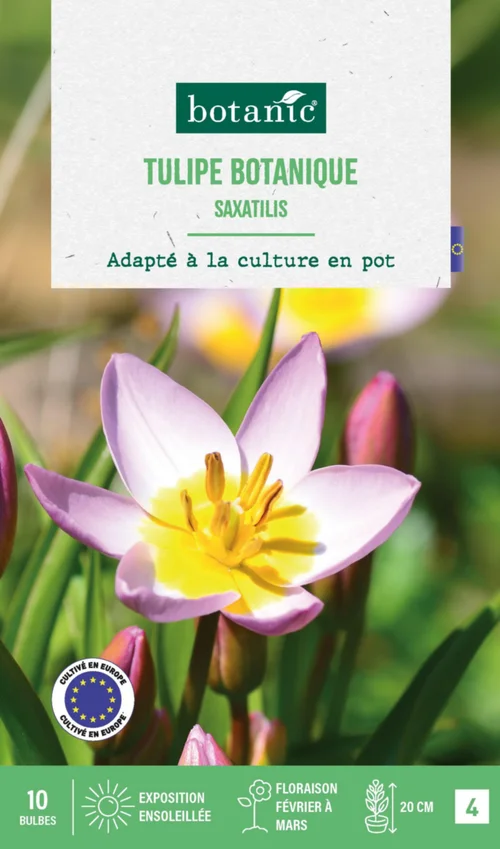 Tulipe species saxatilis botanic® - 10 bulbes