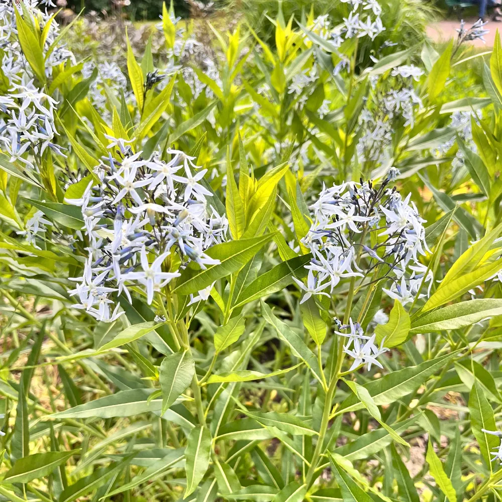 Étoile bleue à feuille de saule Amsonia tabernaemontana salicifolia