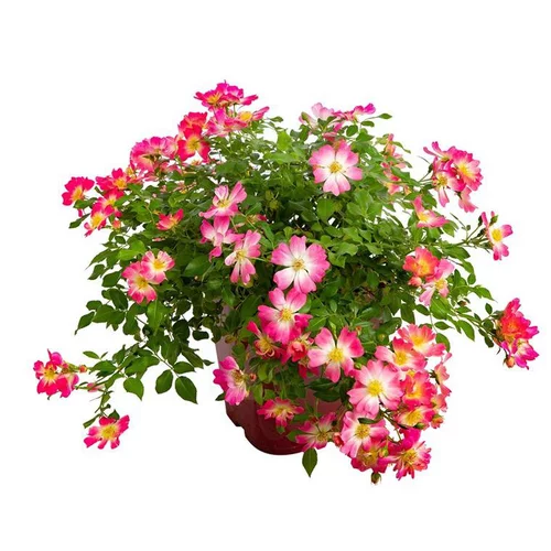 Rosier couvre sol varié – Pot de 6L