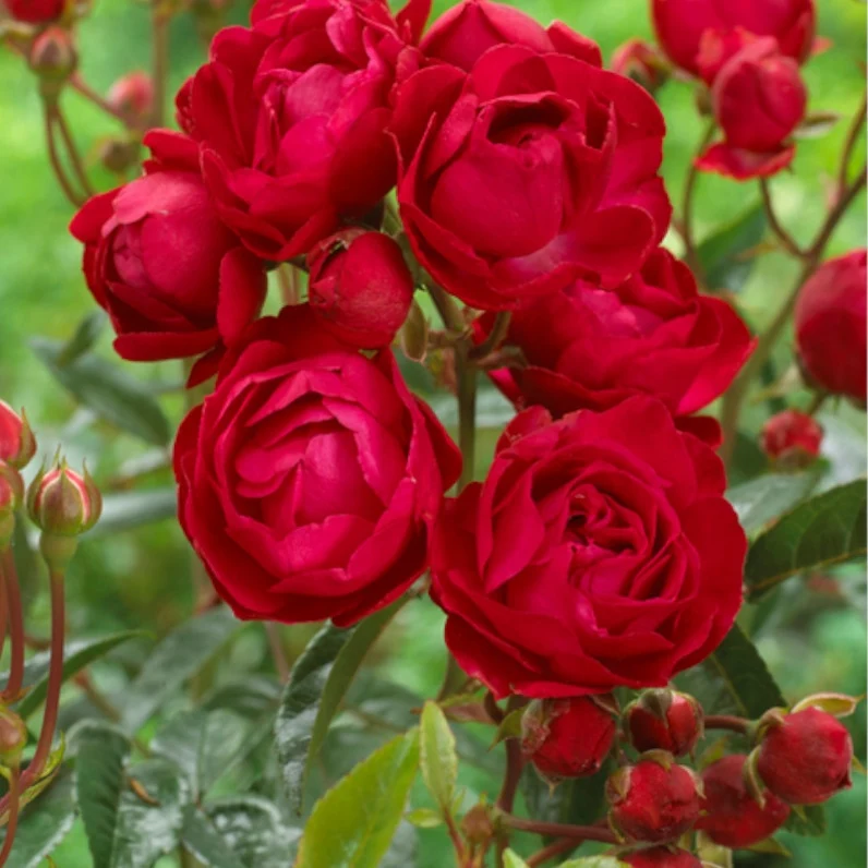 Rosier Fête des Mères Rosa fête des mères