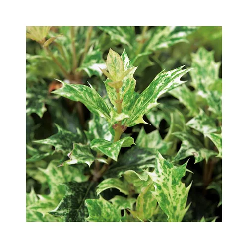 Osmanthus Tricolor - Le pot de 1 litre