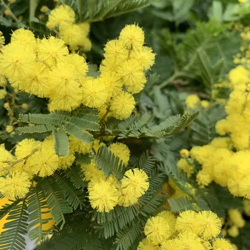 Mimosa Espaller. Le pot de 3 litres