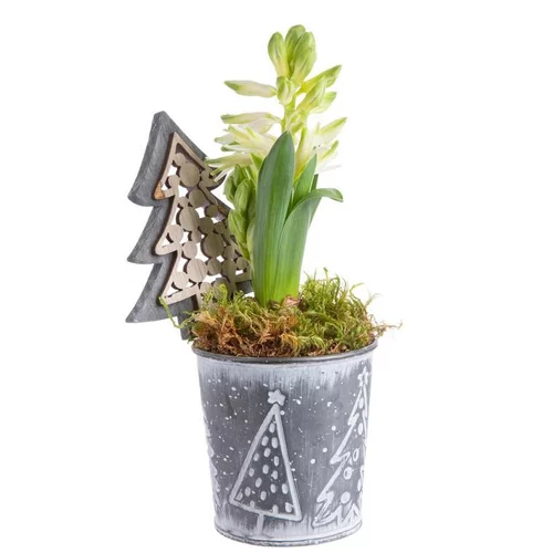 Composition de Noël jacinthe multicolore pot en zinc sapins gris