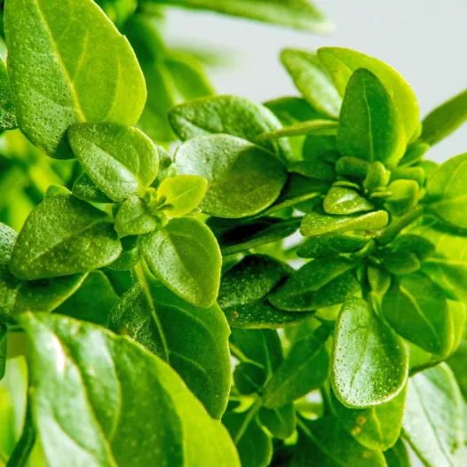 Basilicum groen fijn zaden bio | Aromatische kruidenzaden