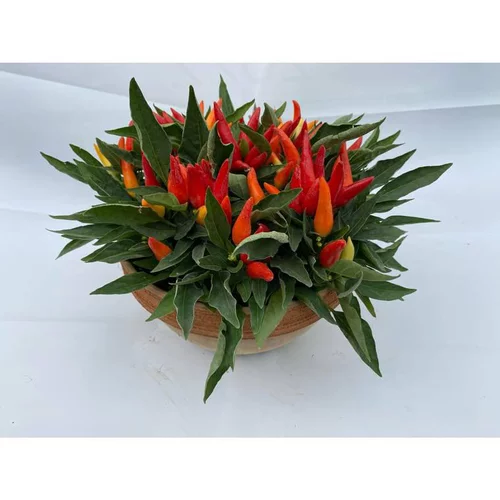 Piment décoratif - La coupe terre cuite