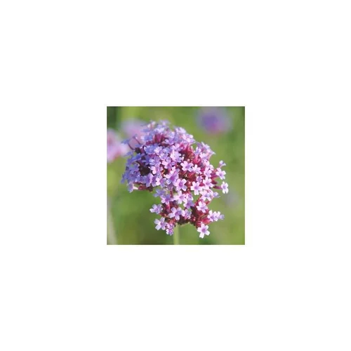 verveine bonariensis 'lollipop' - Le pot de 5 litres