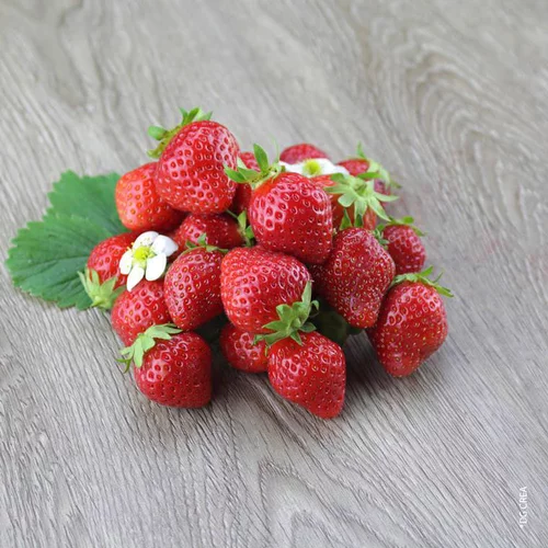 Fraisier Charlotte Bio Remontante. La barquette de 6 plants