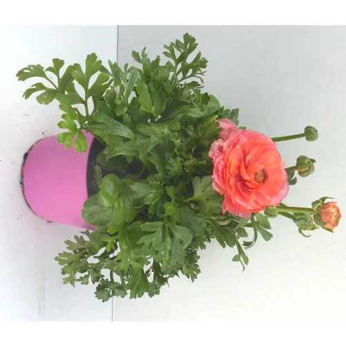 Renoncule à fleurs doubles - Le pot de 2,5 litres