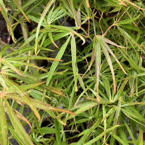 Érable du Japon greffé Scolopendripolium vert. Le pot de 10 litres