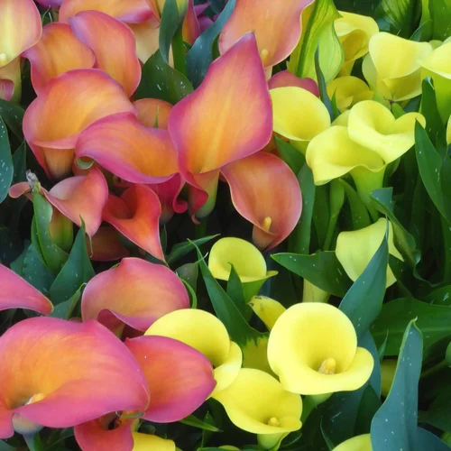 Arum De Couleur. Le pot de 21 cm