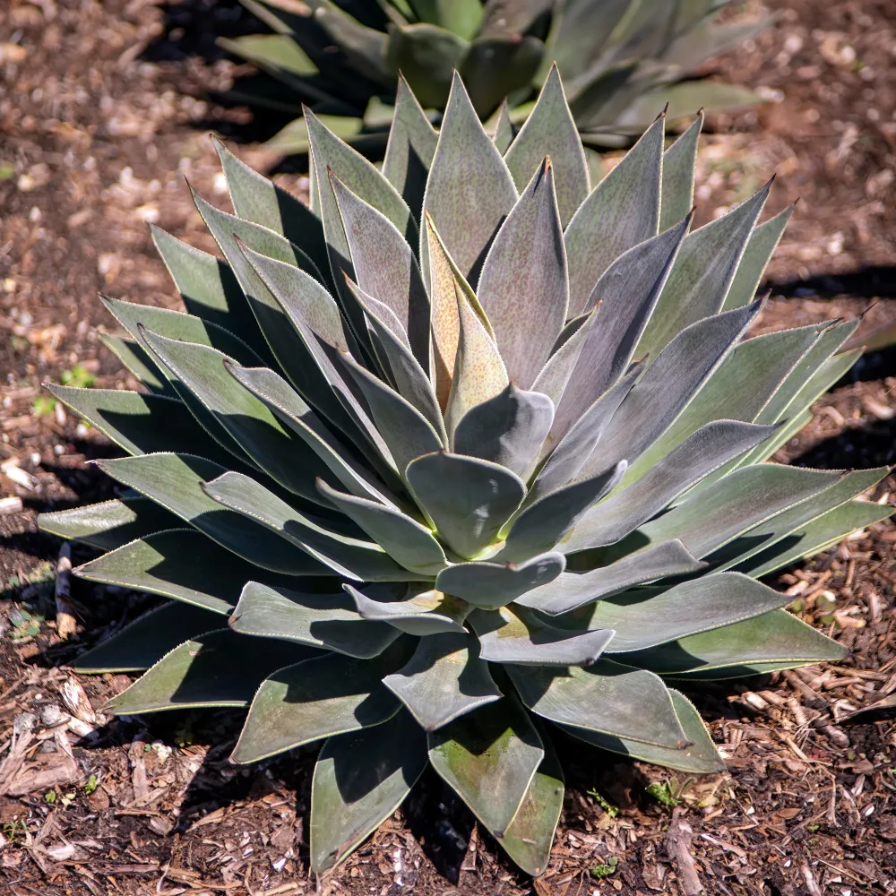 Mangave Lavender Lady Agave manfredii Lavender Lady ® (mangave)