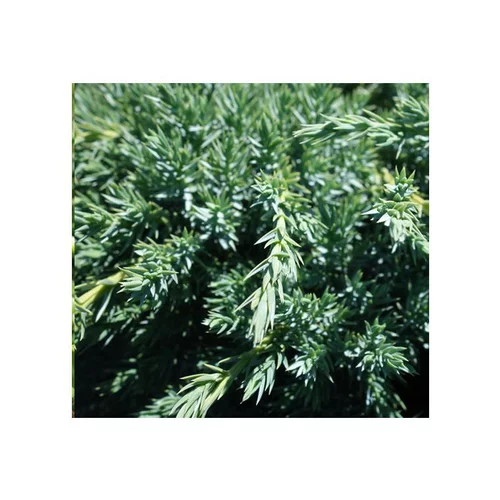 Genévrier écailleux Blue Carpet. Le pot de 2 litres, 20/25 cm