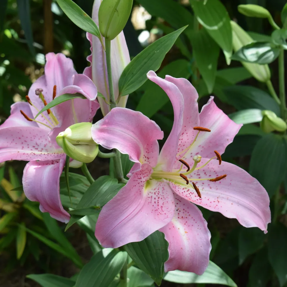 3 Lis orientaux Josephine Lilium orientalis josephine