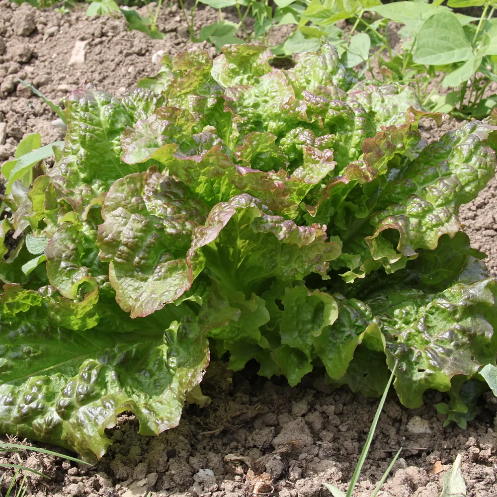 Laitue pommée De Trémont Lactuca sativa de trémont (passion rosée)