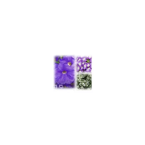 Mélange estival bleu et blanc - Le pack de 6 plants