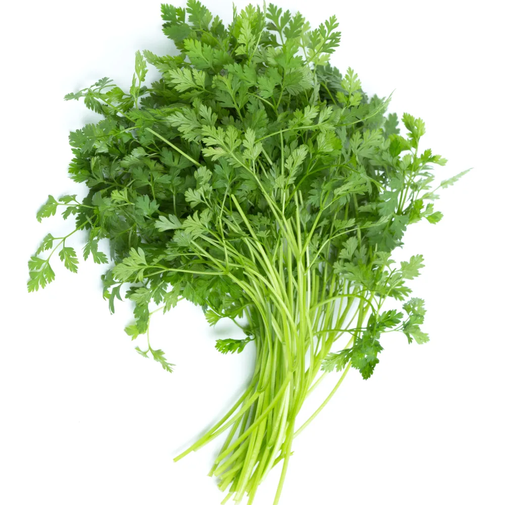 Plant de Cerfeuil Anthriscus cerefolium