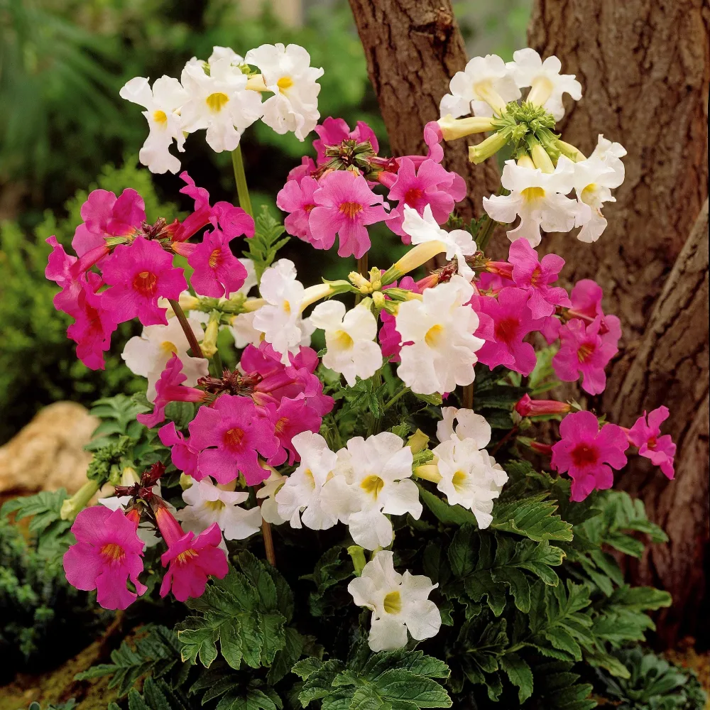 4 Terreurs des taupes blanches et roses - Incarvillea delavayi Incarvillea delavayi