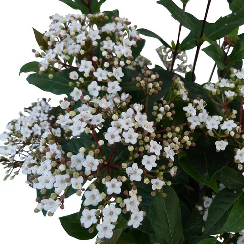 Viburnum Tinus Spirit® (Laurier Tin) 30/40 en pot de 3 L blanc
