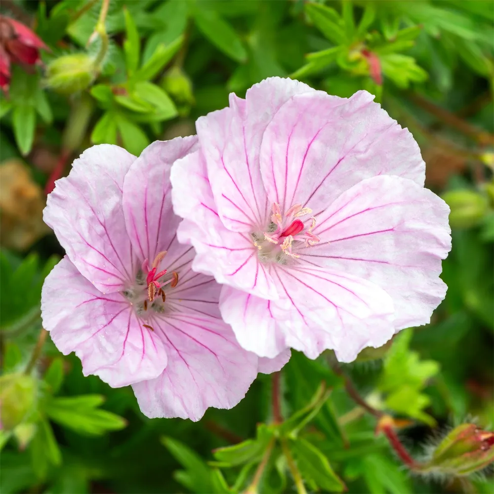 Géranium vivace sanguin strié Geranium sanguineum striatum
